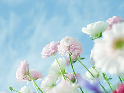 铁炮百合花语是什么呢?